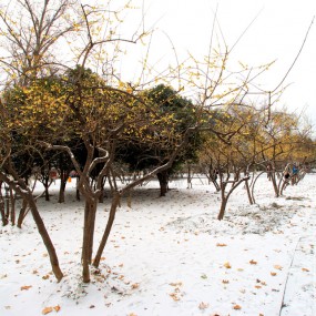 兴庆之雪