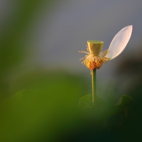 夏荷