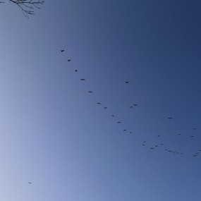 展翅飞翔