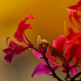 紫   荆（一）