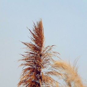 曲江芦荻