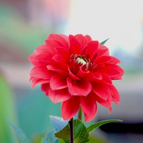 大丽花