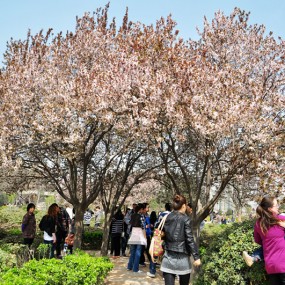 青龙寺赏樱花
