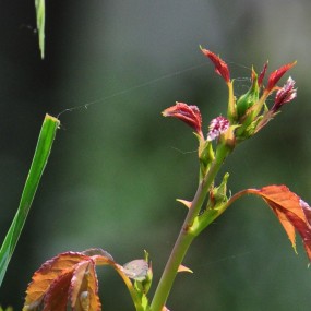 月季花
