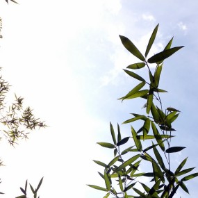 写竹