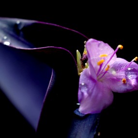 紫吊兰花