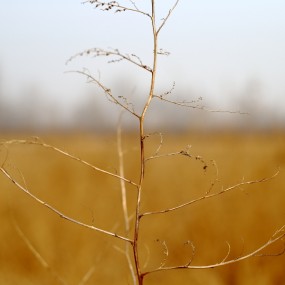 枯草棒