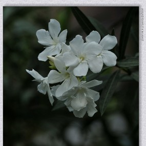 花香雀语