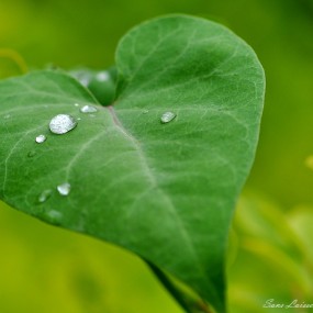 雨滴