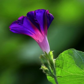 紫色牵牛花
