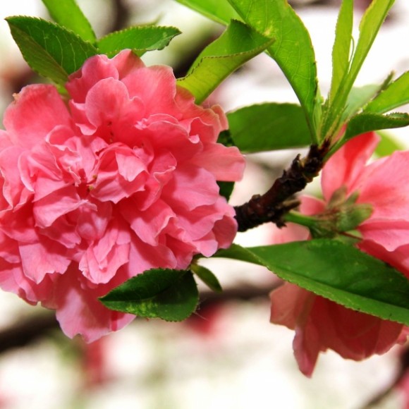 樱花
