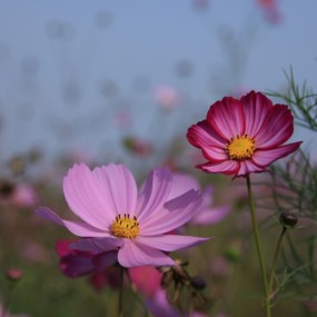 格桑花开