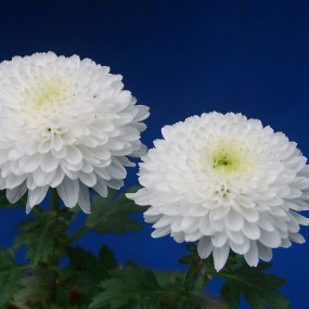 白菊花