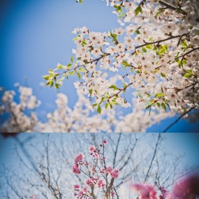 五月の花