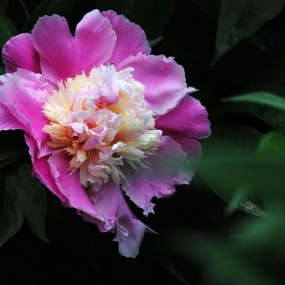 芍药花
