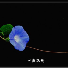 兰色牵牛花