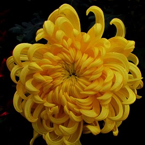 秋菊