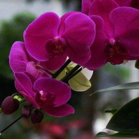 花卉