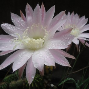 仙人球花