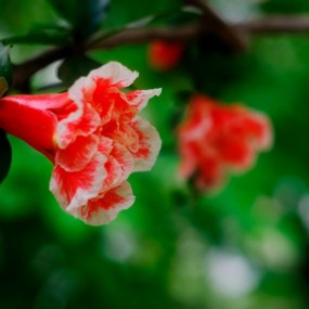 石榴花