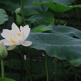 渭河的荷花