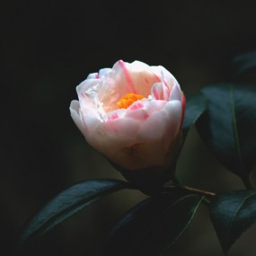 茶花