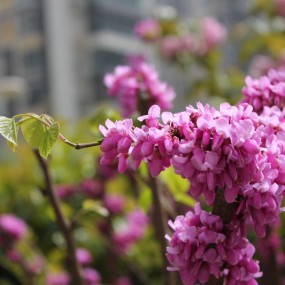 紫荆花