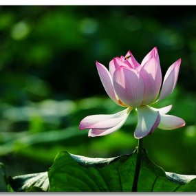 7月荷花开