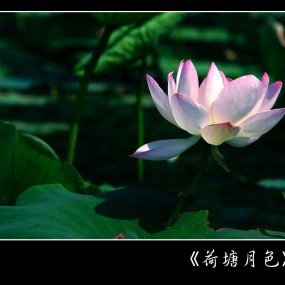 荷塘月色