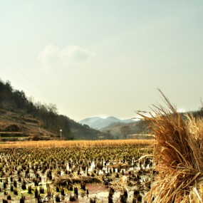 田间地头