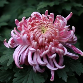 惟俏菊姿