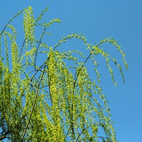植物 发春