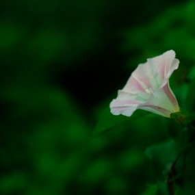喇叭花