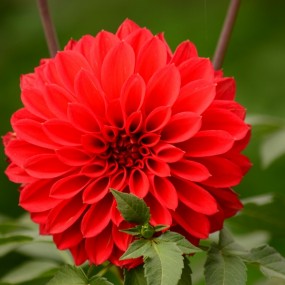 大丽花
