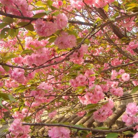 青龙寺樱花