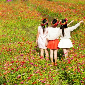 格桑花海