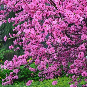 街边花卉练习
