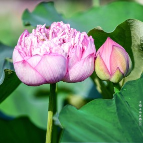 夏荷