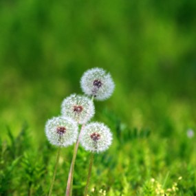 杜陵花草