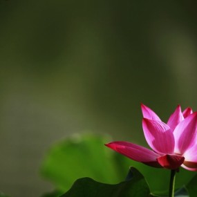 夏荷