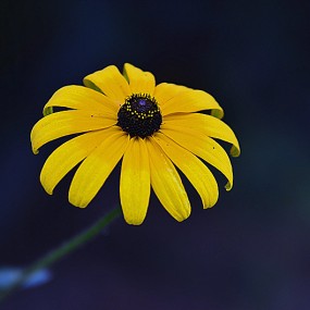 紫薇街拍花草