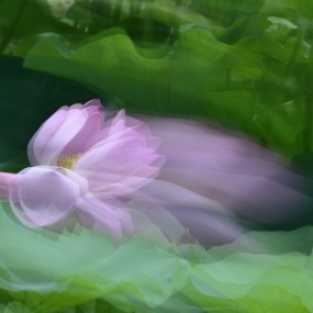 荷     风