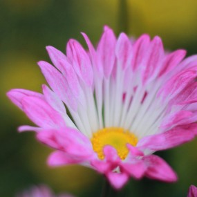 秋菊12.23