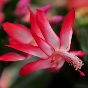 蟹爪兰花