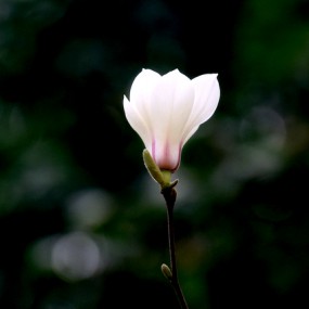 春花