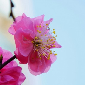 盛开的梅花