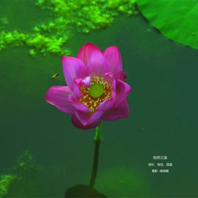夏荷