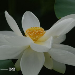 夏花绚烂