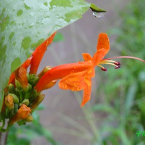 雨后的花儿