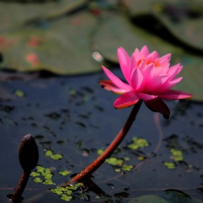 莲湖拍荷